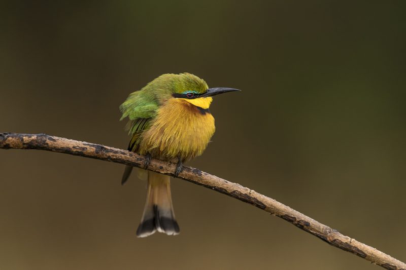 Bee-eaters & Rollers