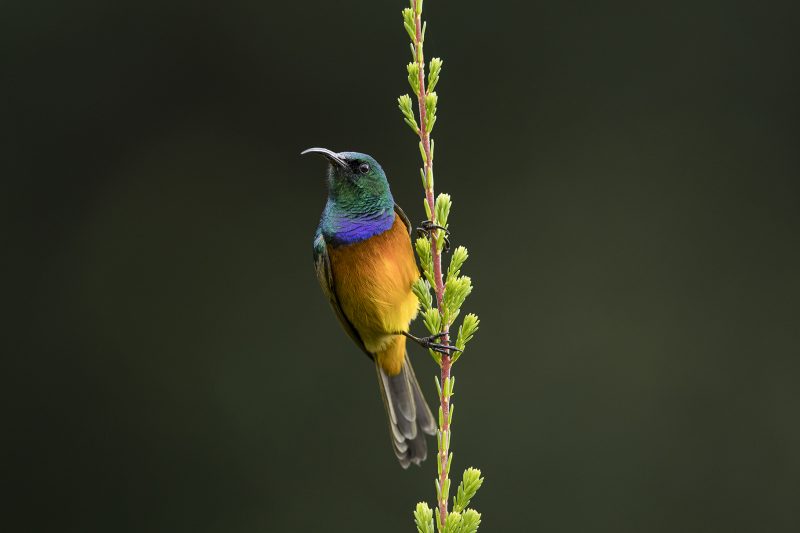 Sunbirds & Sugarbirds