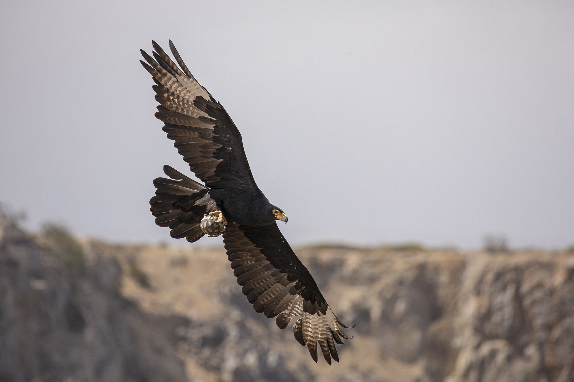 Black Eagle 1 – Braeme Holland Photography